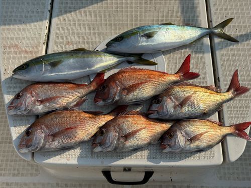 マダイの釣果
