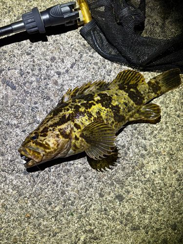 タケノコメバル