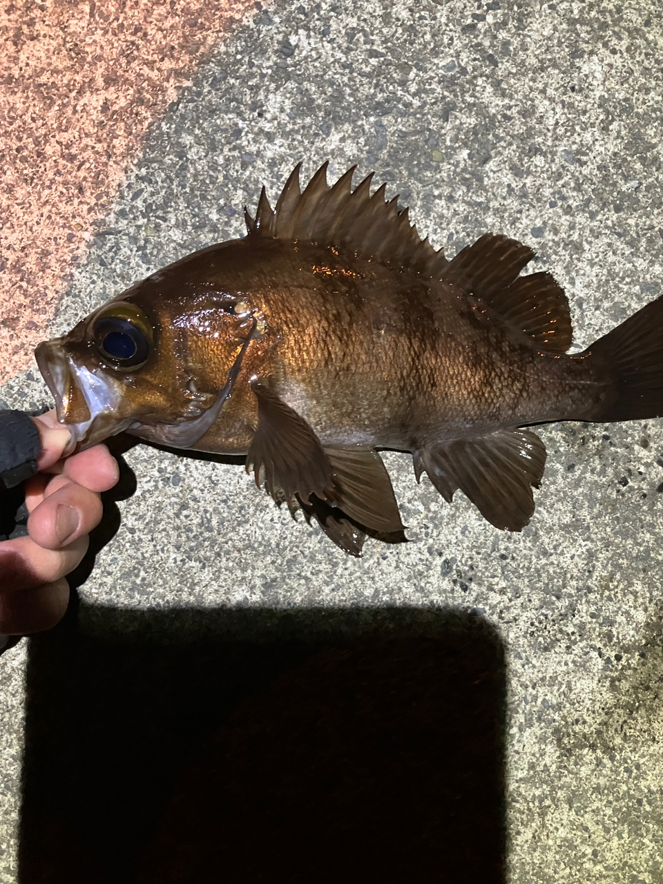 DAIWA 20レブロス LT2500S-Hの最安値・インプレ・釣果 | 本音の