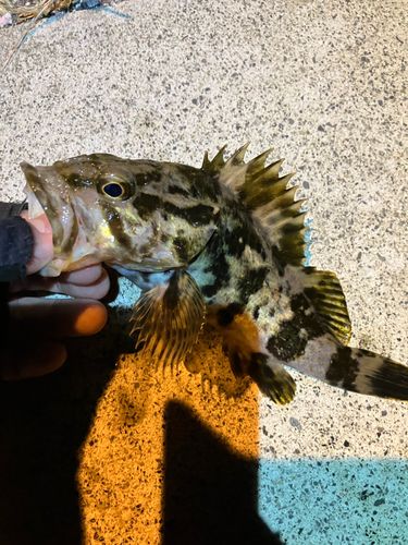 ベッコウゾイの釣果