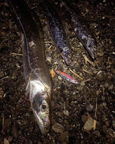 タチウオの釣果