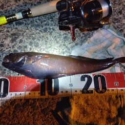 エゾイソアイナメ