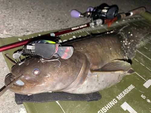 ナマズの釣果
