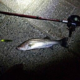 フッコ（マルスズキ）