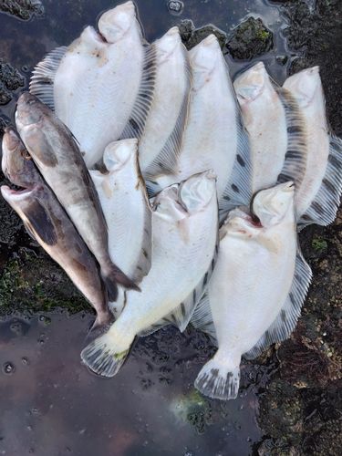 クロガシラガレイの釣果