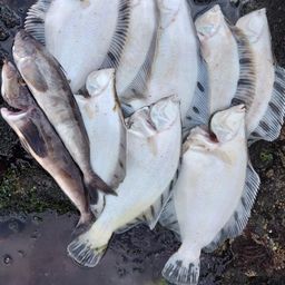 クロガシラガレイ