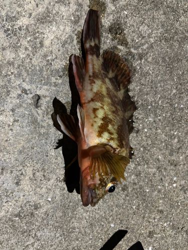 カサゴの釣果