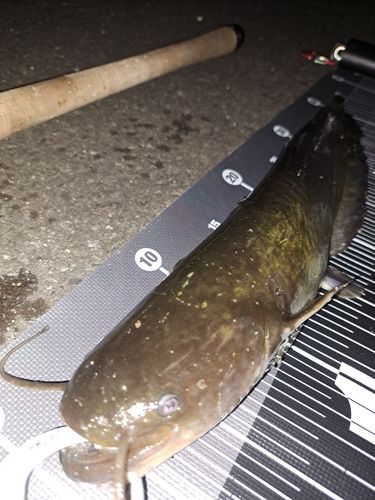 ナマズの釣果