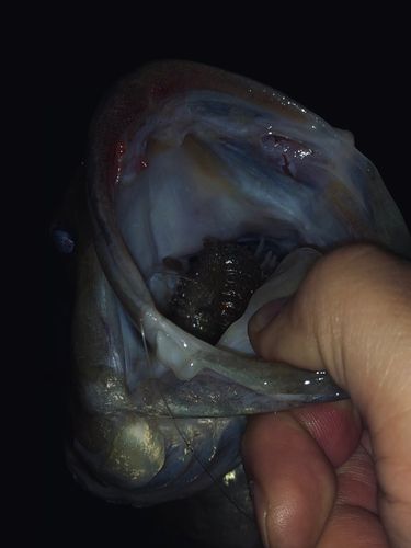 ラージマウスバスの釣果