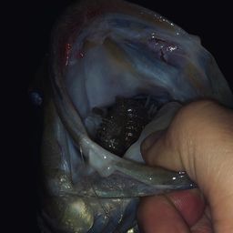 ラージマウスバス