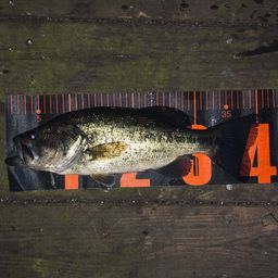 ラージマウスバス