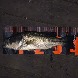 ラージマウスバス