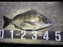 チヌの釣果