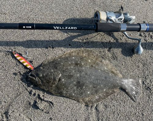 ソゲの釣果