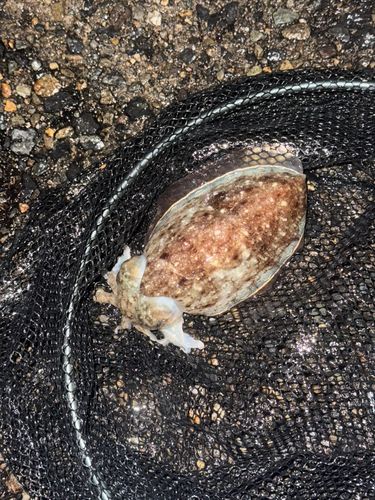 コウイカの釣果