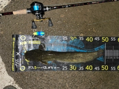 マナマズの釣果