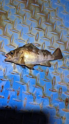メバルの釣果