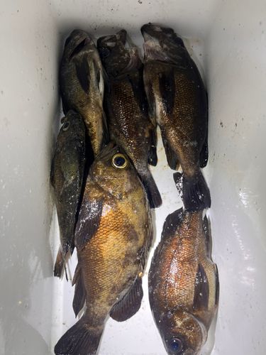 メバルの釣果