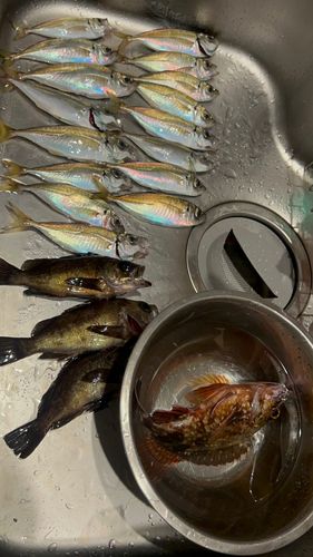 アジの釣果