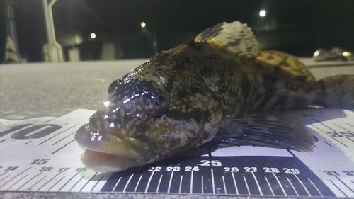 アイナメの釣果