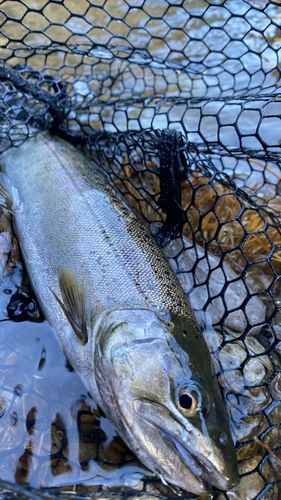 サクラマスの釣果