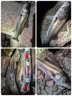 スズキの釣果