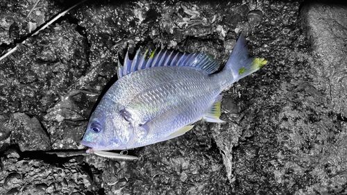 キビレの釣果