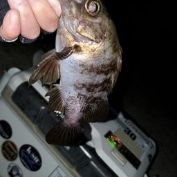 メバル