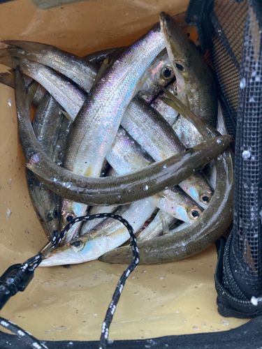 カマスの釣果