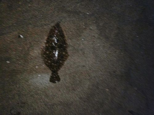 ヒラメの釣果