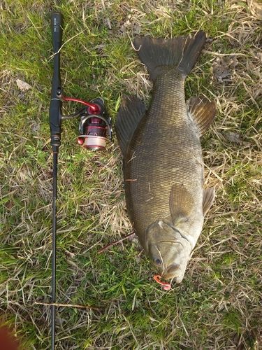 スモールマウスバスの釣果