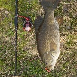 スモールマウスバス