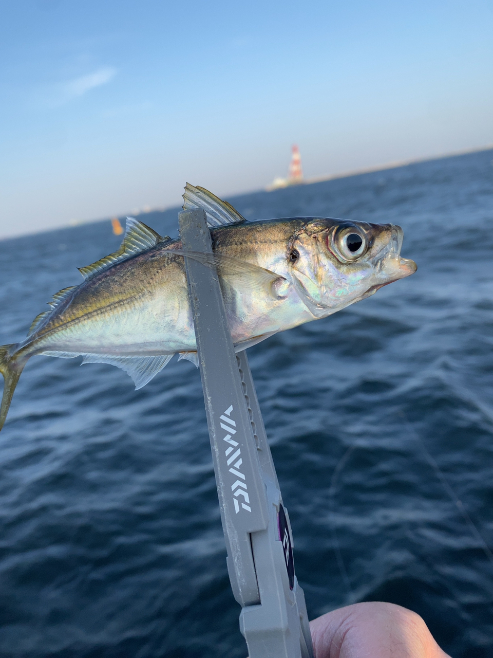 SHIMANO 19ストラディック 2500SHGの最安値・インプレ・釣果
