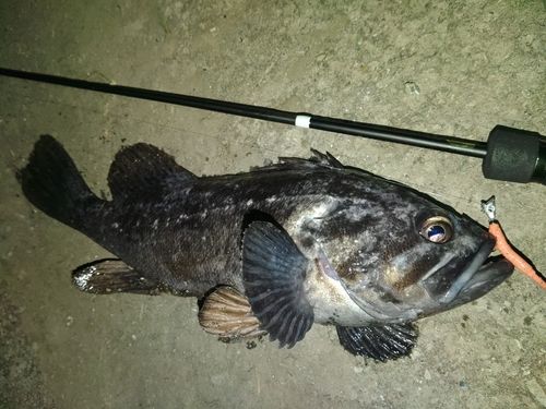 クロソイの釣果
