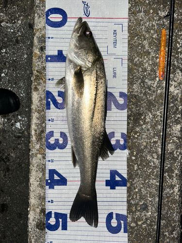シーバスの釣果