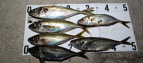 マアジの釣果