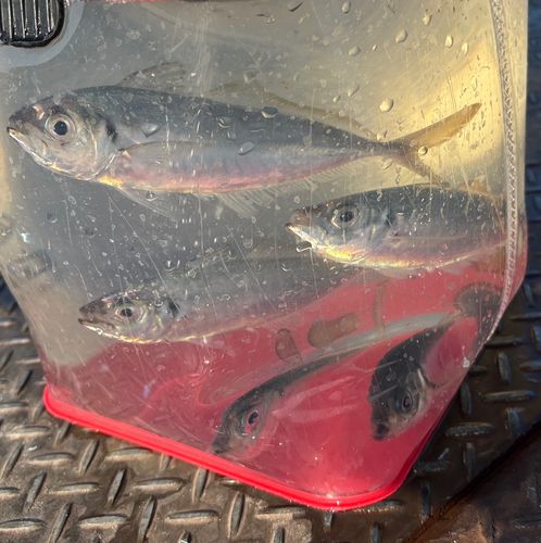 マアジの釣果