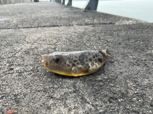 フグの釣果