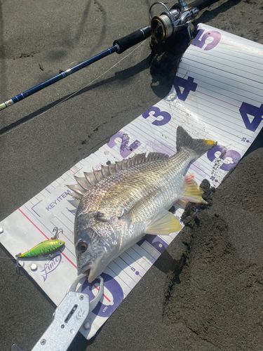 キビレの釣果