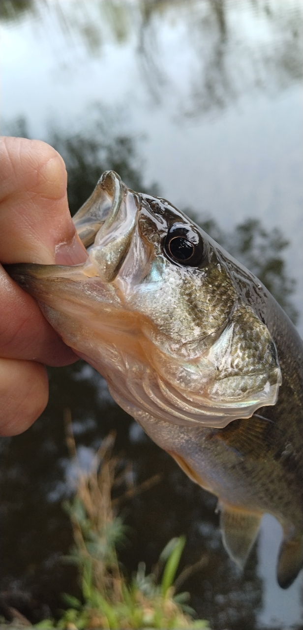 AbuGarcia クロスフィールド XRFC-654ML-BF-MBの最安値