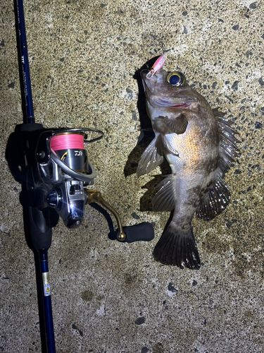 メバルの釣果