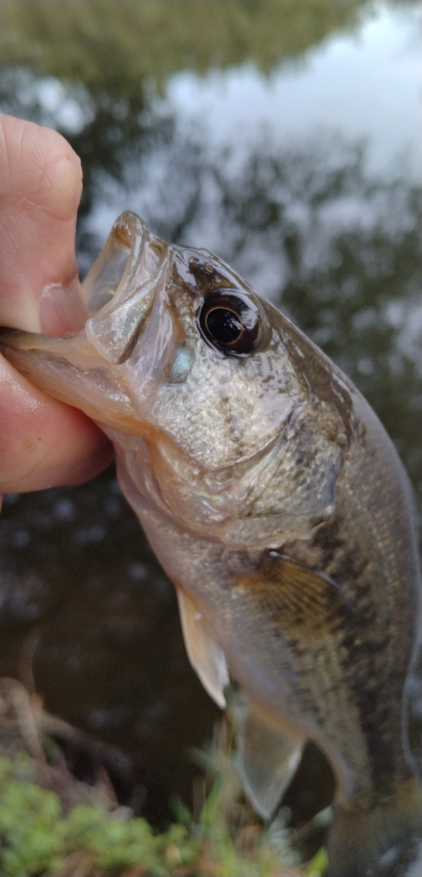 AbuGarcia クロスフィールド XRFC-654ML-BF-MBの最安値