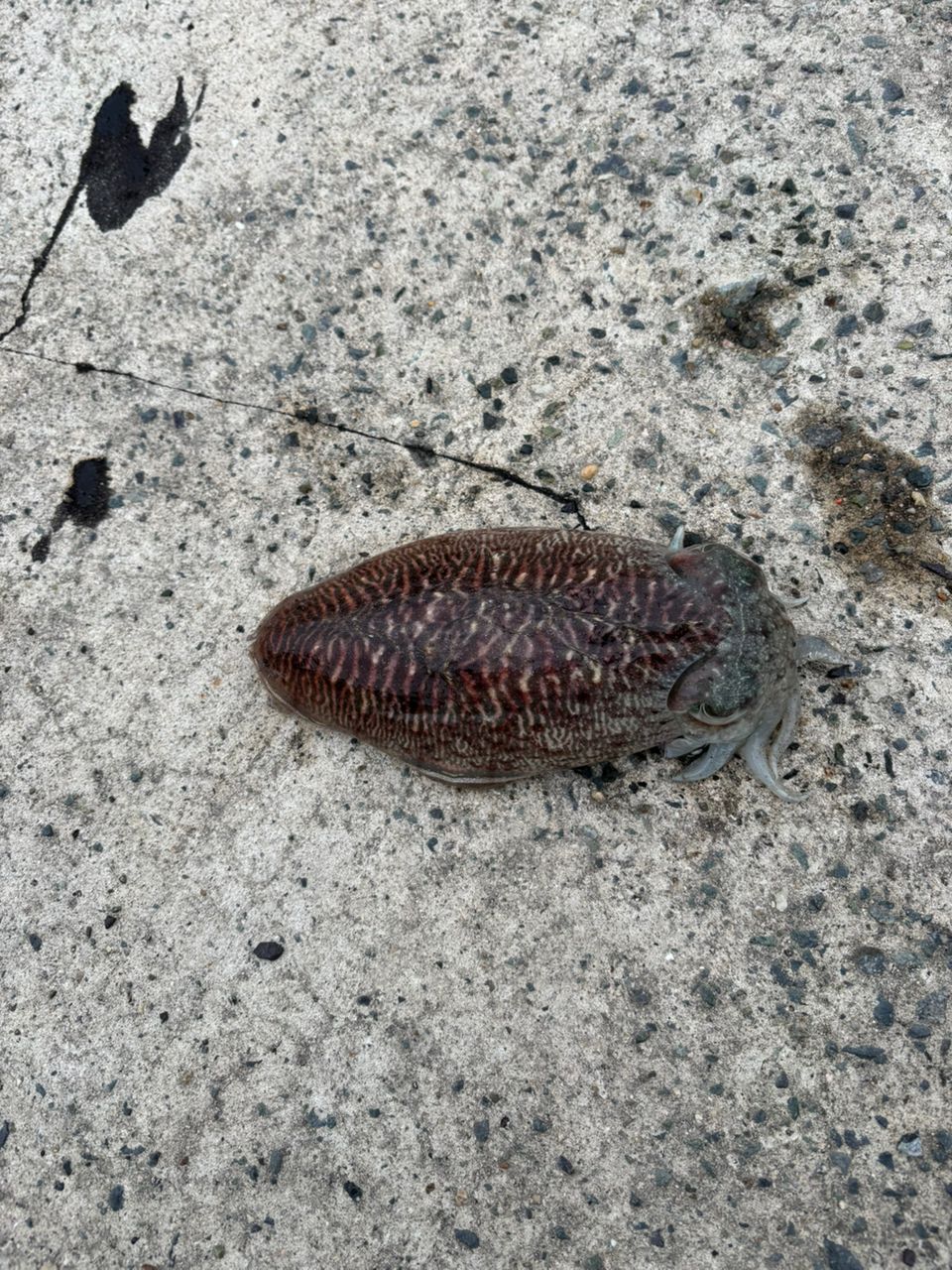コウイカ