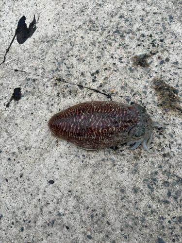 コウイカの釣果
