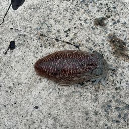 コウイカ