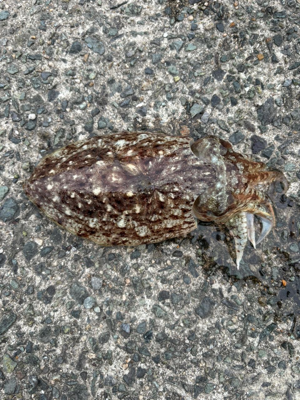 コウイカ