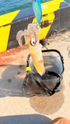 ヒイカの釣果