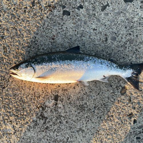 サクラマスの釣果