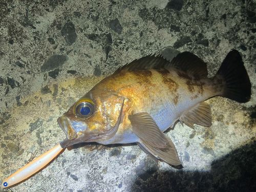 シロメバルの釣果