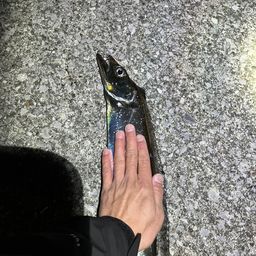 タチウオ